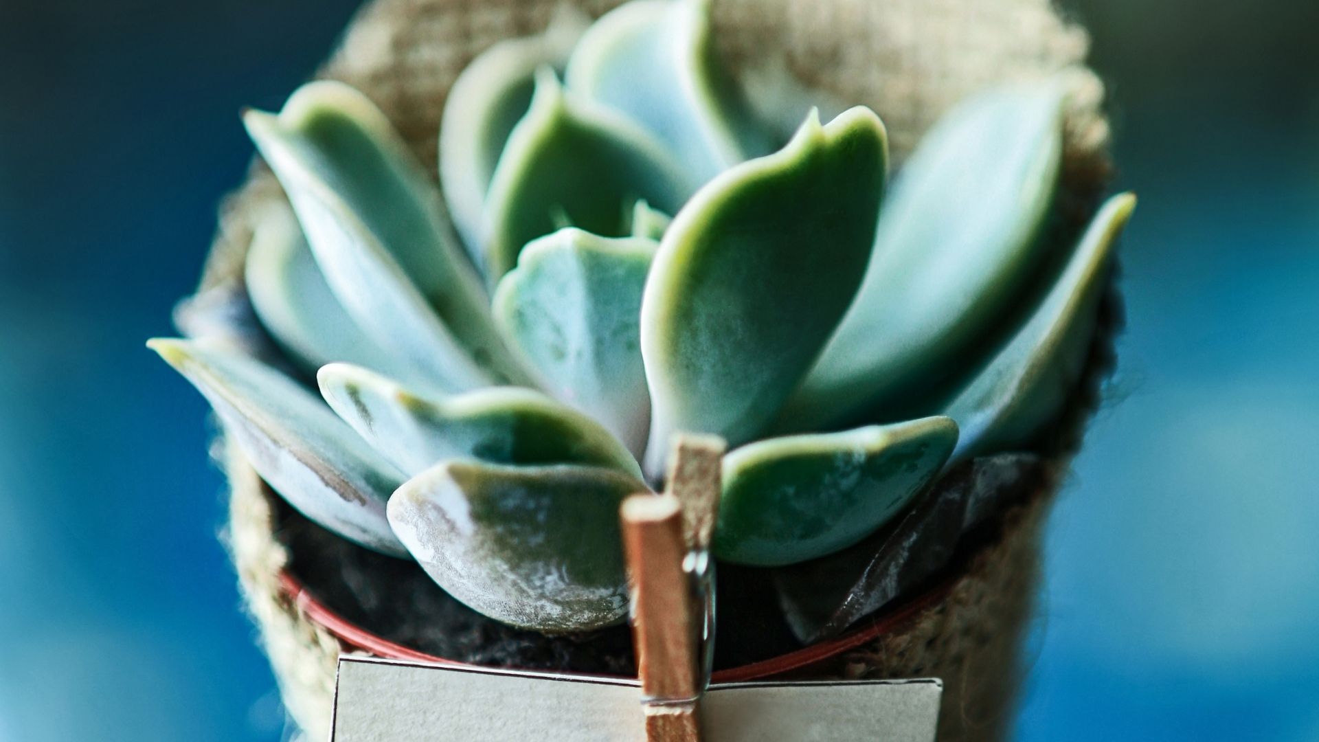 bomboniera con pianta grassa