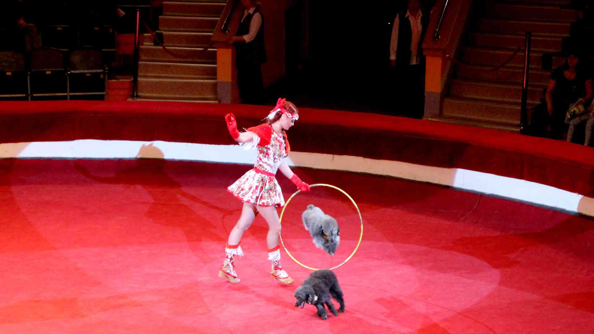 Come si diventa un artista circense Come si diventa un artista circense